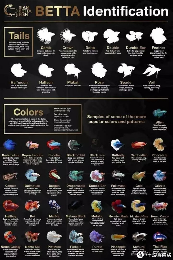 我的水族经验谈带你走入色彩斑斓的斗鱼世界