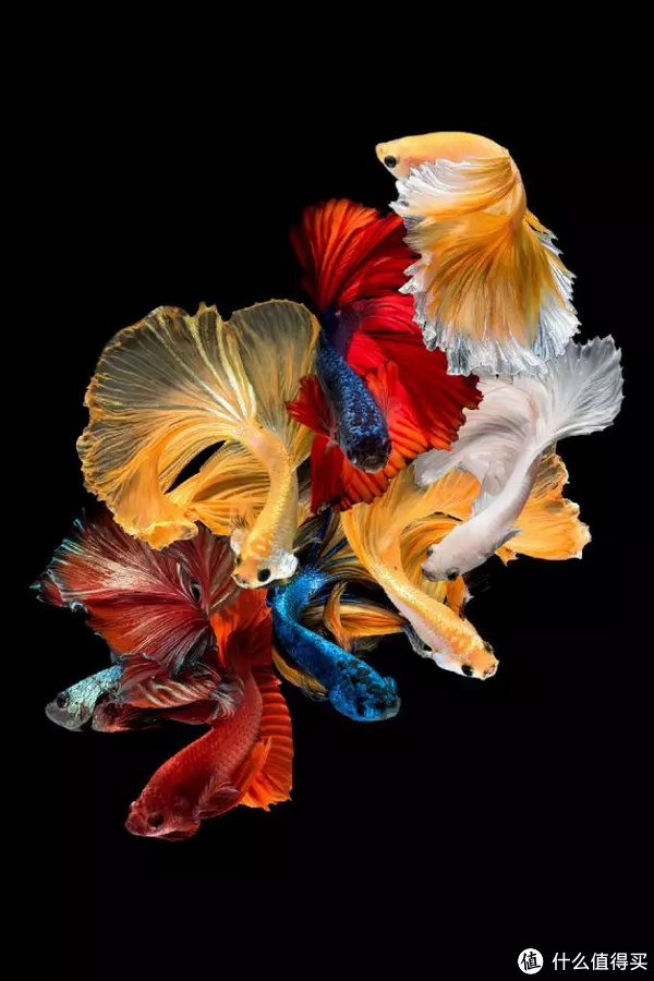 我的水族经验谈带你走入色彩斑斓的斗鱼世界