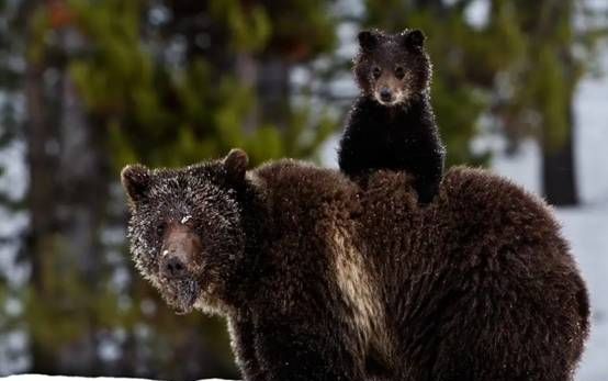 男子大兴安岭偶遇2只“小黑狗”,想抱回家养,却被告知“快跑”休闲区蓝鸢梦想 - Www.slyday.coM 男子大兴安岭偶遇2只“小黑狗”,想抱回家养,却被告知“快跑”休闲区蓝鸢梦想 - Www.slyday.coM