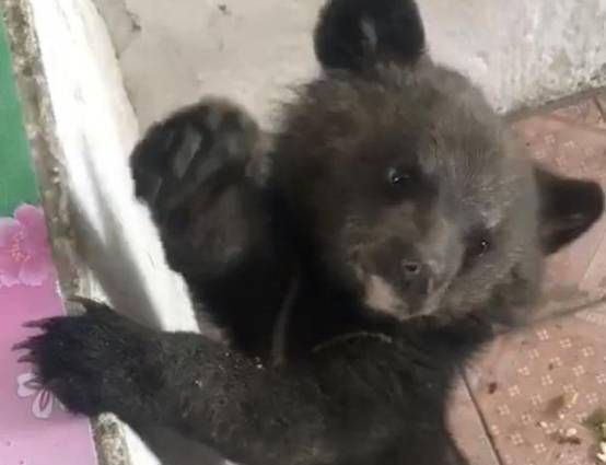 男子大兴安岭偶遇2只“小黑狗”,想抱回家养,却被告知“快跑”休闲区蓝鸢梦想 - Www.slyday.coM 男子大兴安岭偶遇2只“小黑狗”,想抱回家养,却被告知“快跑”休闲区蓝鸢梦想 - Www.slyday.coM