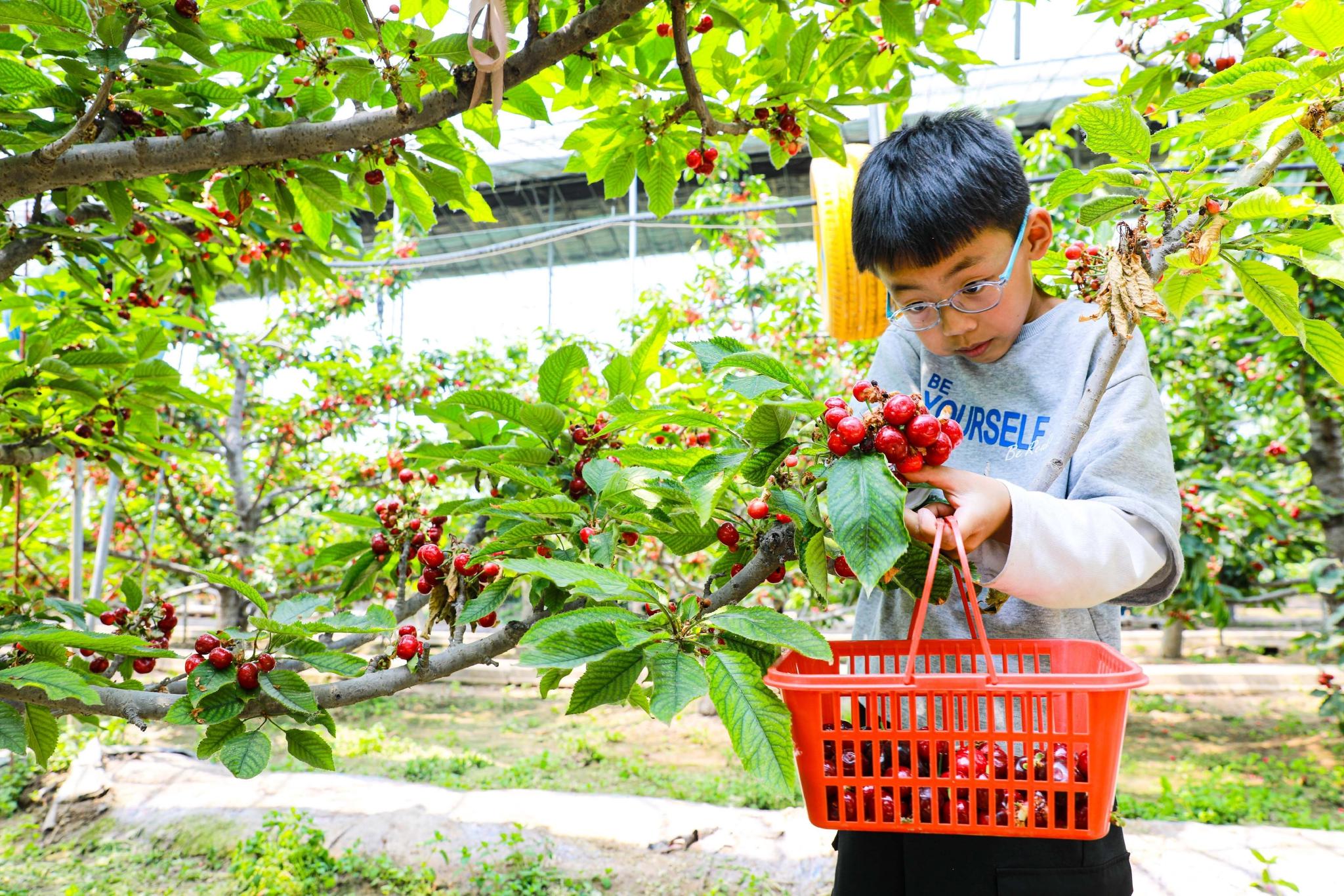附近采摘果园地