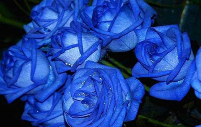 在园艺圈中有一个挑战,就是培育出蓝色的月季,后面经过科学研究,才