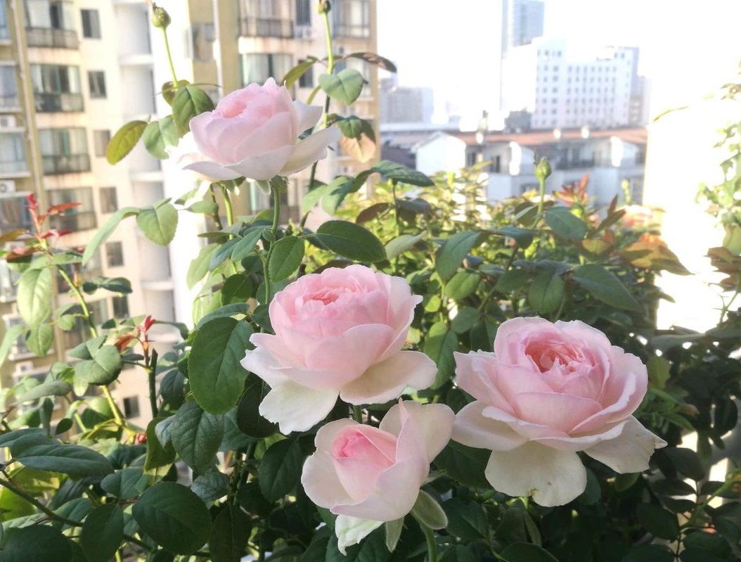 月季花品种介绍之蒙娜丽莎美胜玫瑰浓香四溢你值得拥有