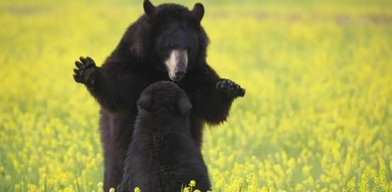 男子大兴安岭偶遇2只“小黑狗”,想抱回家养,却被告知“快跑”休闲区蓝鸢梦想 - Www.slyday.coM 男子大兴安岭偶遇2只“小黑狗”,想抱回家养,却被告知“快跑”休闲区蓝鸢梦想 - Www.slyday.coM