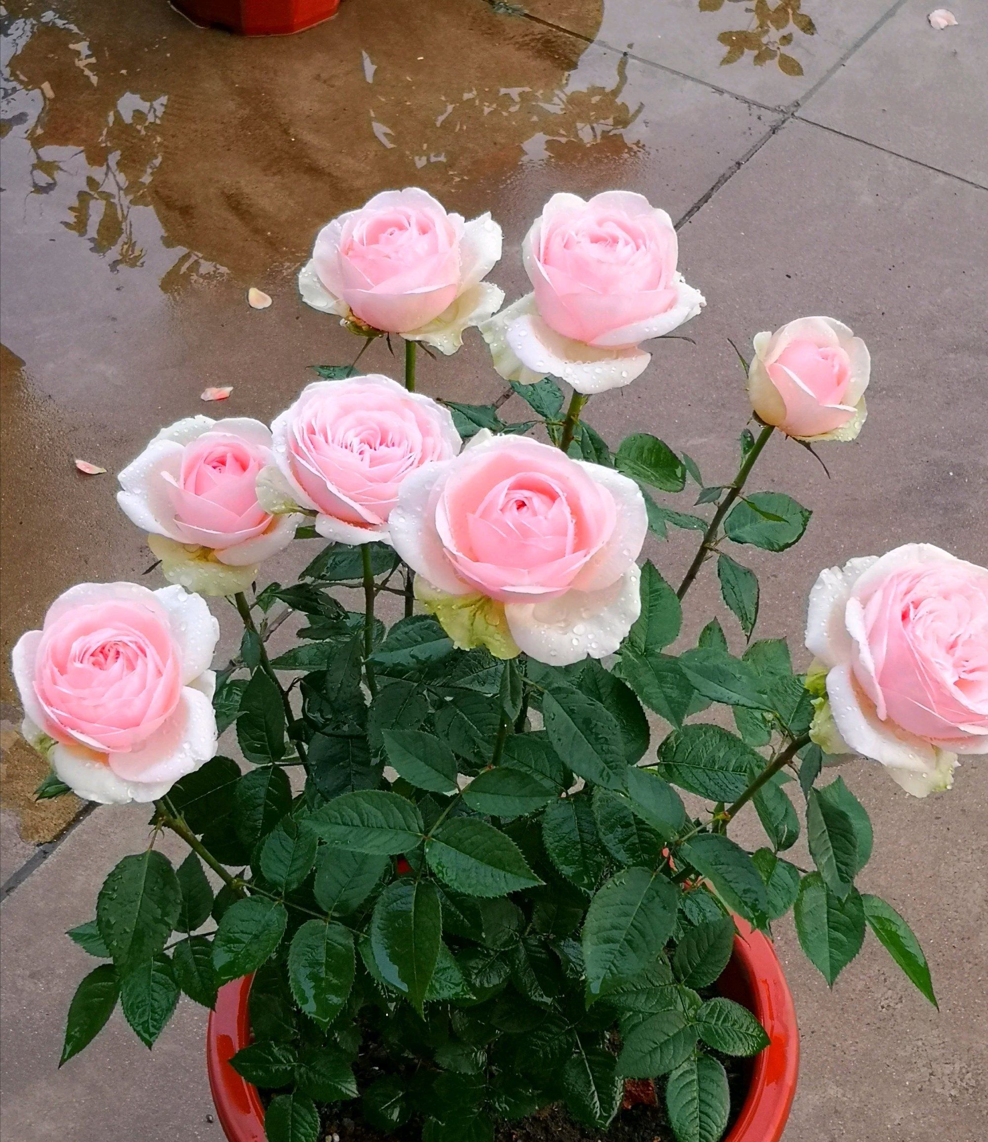 月季花品种介绍之蒙娜丽莎美胜玫瑰浓香四溢你值得拥有