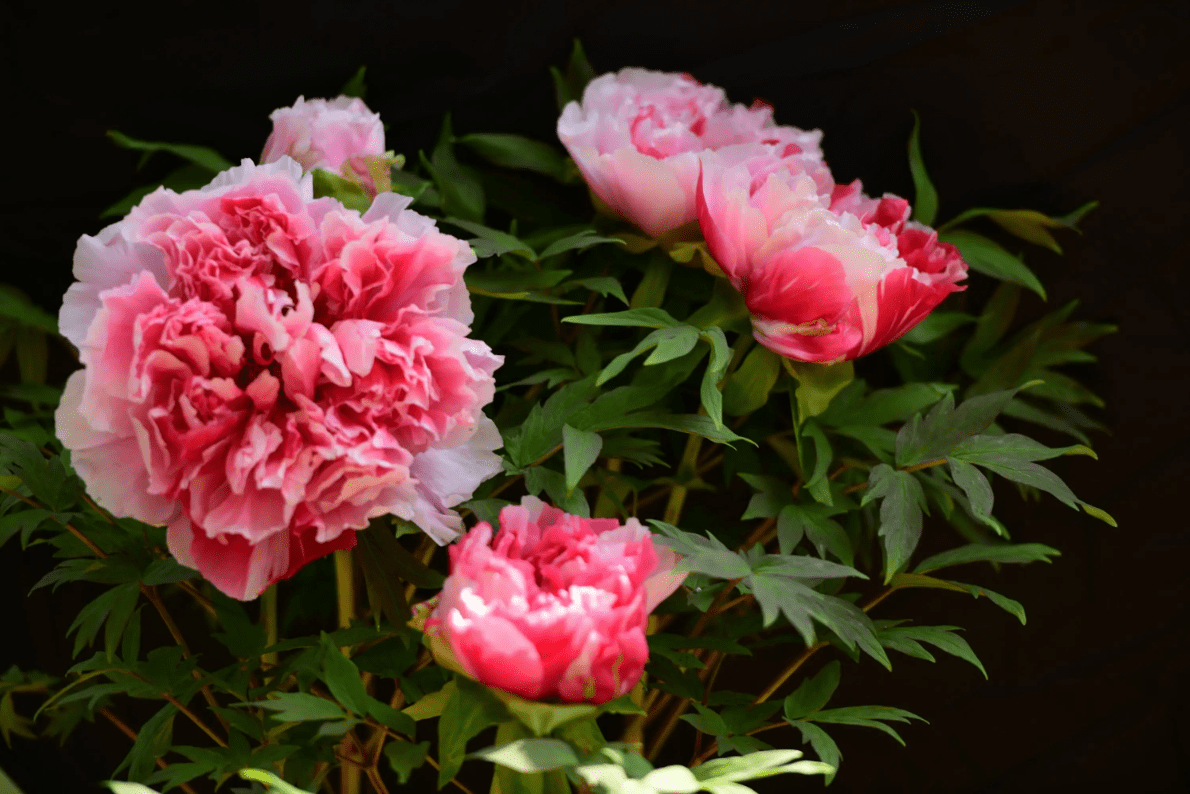 牡丹花黄金首饰的寓意太美好了