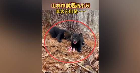 男子大兴安岭偶遇2只“小黑狗”,想抱回家养,却被告知“快跑”休闲区蓝鸢梦想 - Www.slyday.coM 男子大兴安岭偶遇2只“小黑狗”,想抱回家养,却被告知“快跑”休闲区蓝鸢梦想 - Www.slyday.coM