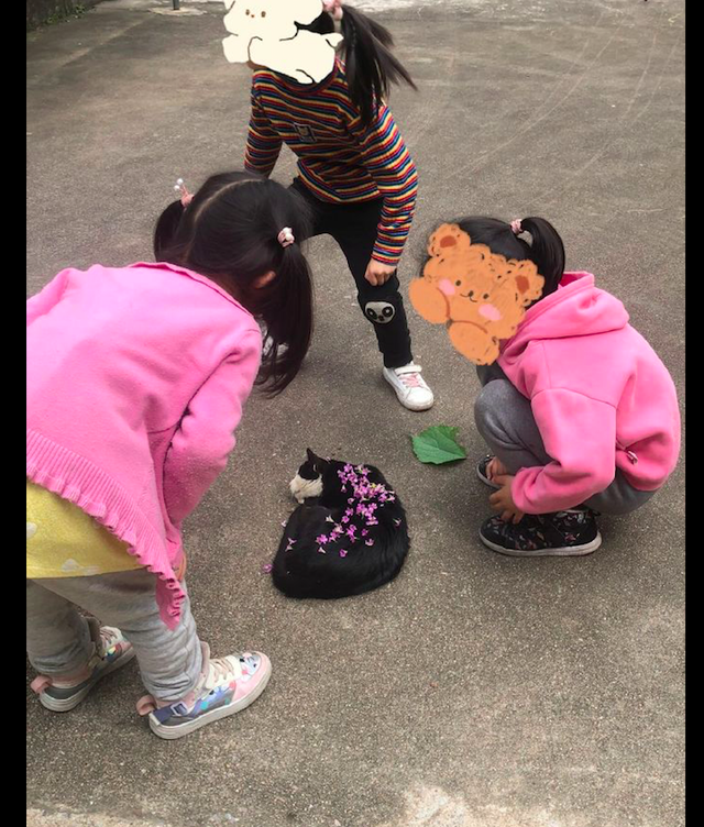 猫咪趴在路上睡觉，一群小朋友撒花在它的身上，猫版的史湘云？休闲区蓝鸢梦想 - Www.slyday.coM