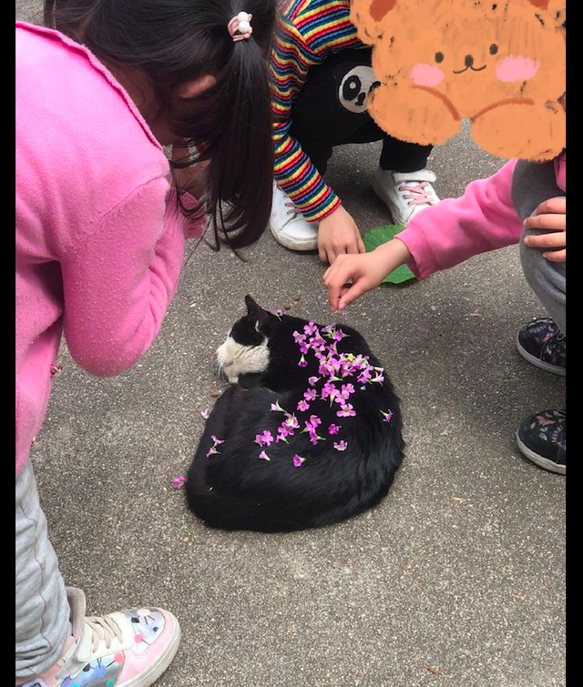 猫咪趴在路上睡觉，一群小朋友撒花在它的身上，猫版的史湘云？休闲区蓝鸢梦想 - Www.slyday.coM