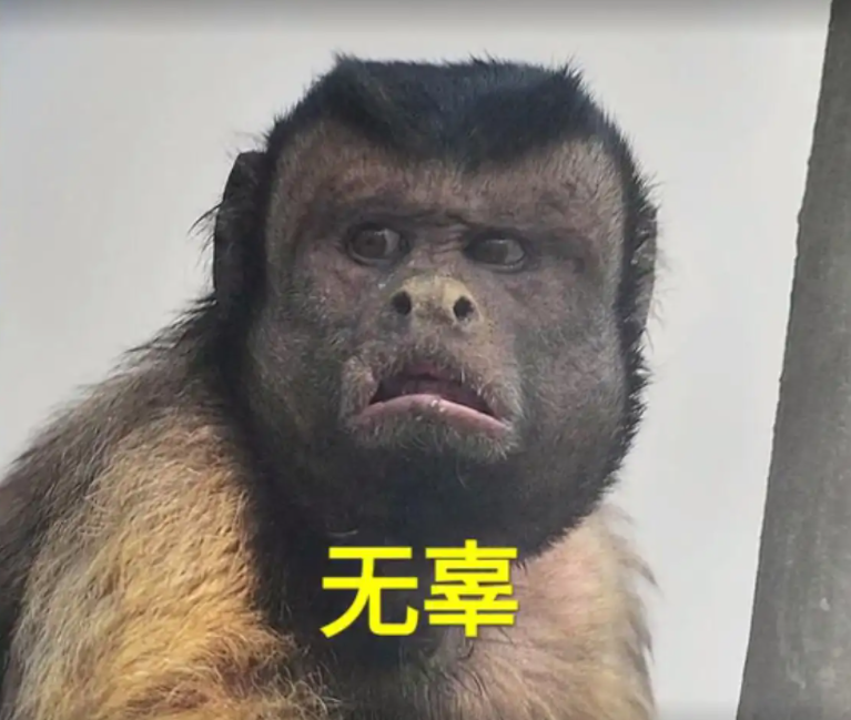 巴拿马猴现人类行为国字脸猴跟人撞脸地球或要进入第二文明