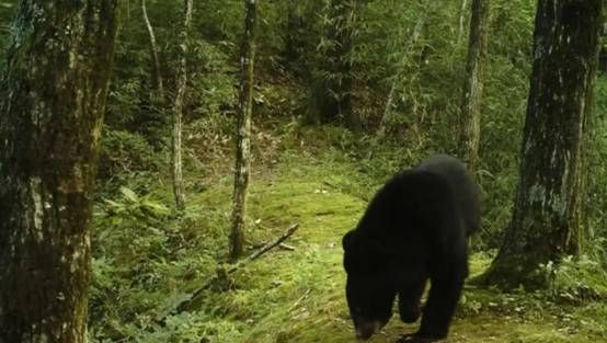 男子大兴安岭偶遇2只“小黑狗”,想抱回家养,却被告知“快跑”休闲区蓝鸢梦想 - Www.slyday.coM 男子大兴安岭偶遇2只“小黑狗”,想抱回家养,却被告知“快跑”休闲区蓝鸢梦想 - Www.slyday.coM