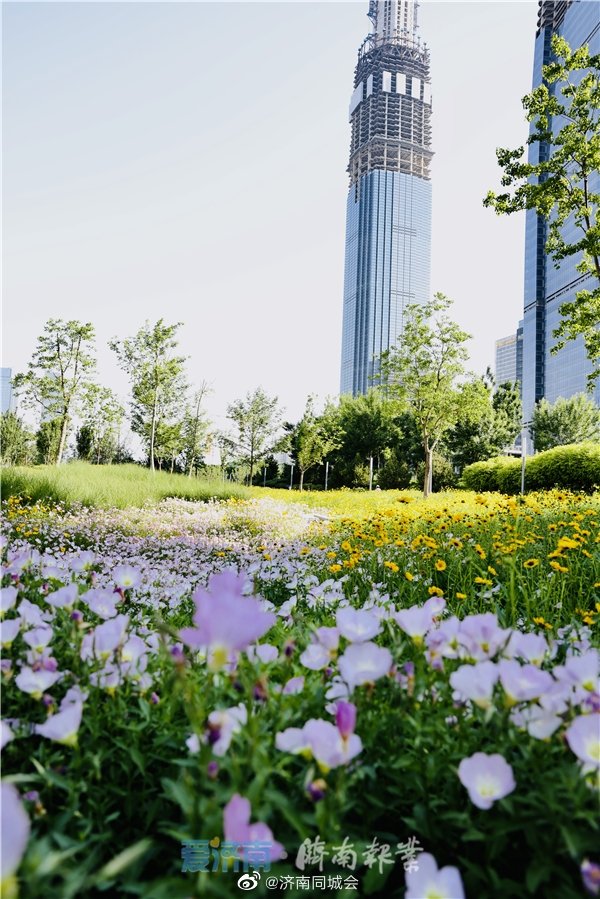 为初夏的绸带公园增添了一抹绚丽的色彩