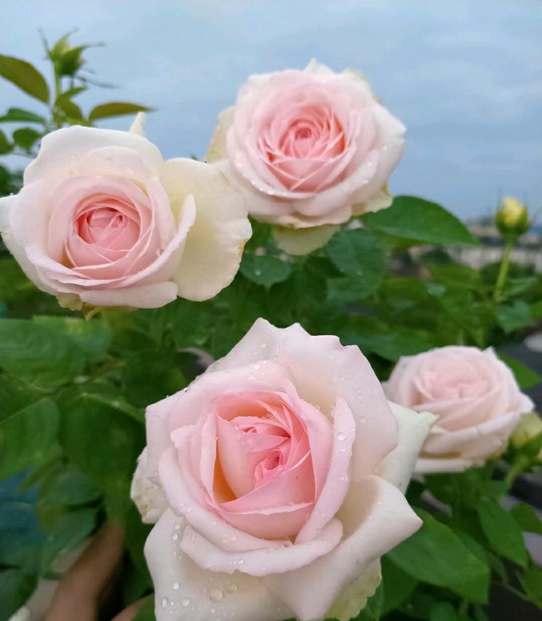 月季花品种介绍之蒙娜丽莎美胜玫瑰浓香四溢你值得拥有