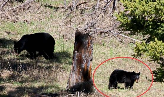 男子大兴安岭偶遇2只“小黑狗”,想抱回家养,却被告知“快跑”休闲区蓝鸢梦想 - Www.slyday.coM 男子大兴安岭偶遇2只“小黑狗”,想抱回家养,却被告知“快跑”休闲区蓝鸢梦想 - Www.slyday.coM