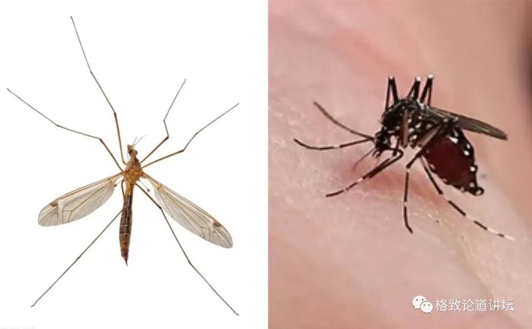 在家里养屎壳郎？你没有看错，我甚至还为它精心研制了一份食谱休闲区蓝鸢梦想 - Www.slyday.coM