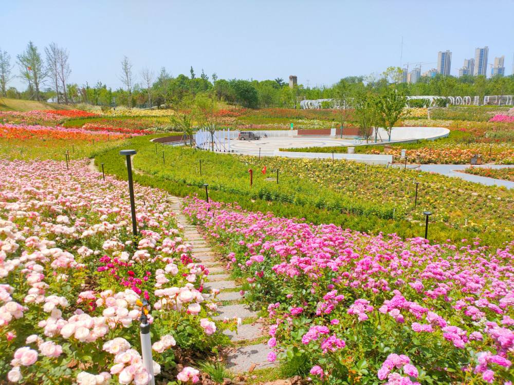 郑州月季网红花海突然火了整个西三环都堵车千万不要周末来