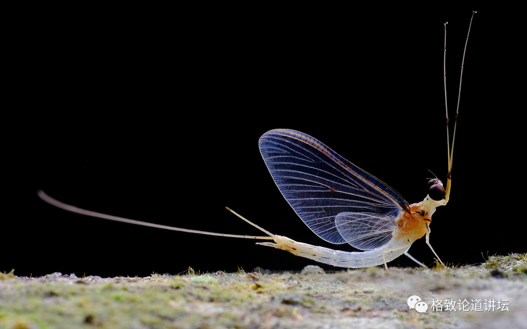 在家里养屎壳郎？你没有看错，我甚至还为它精心研制了一份食谱休闲区蓝鸢梦想 - Www.slyday.coM