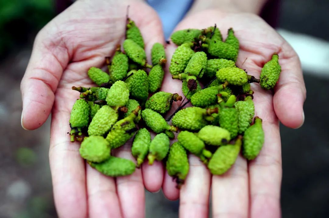 南山荔枝遇小年今年我们还能实现荔枝自由吗