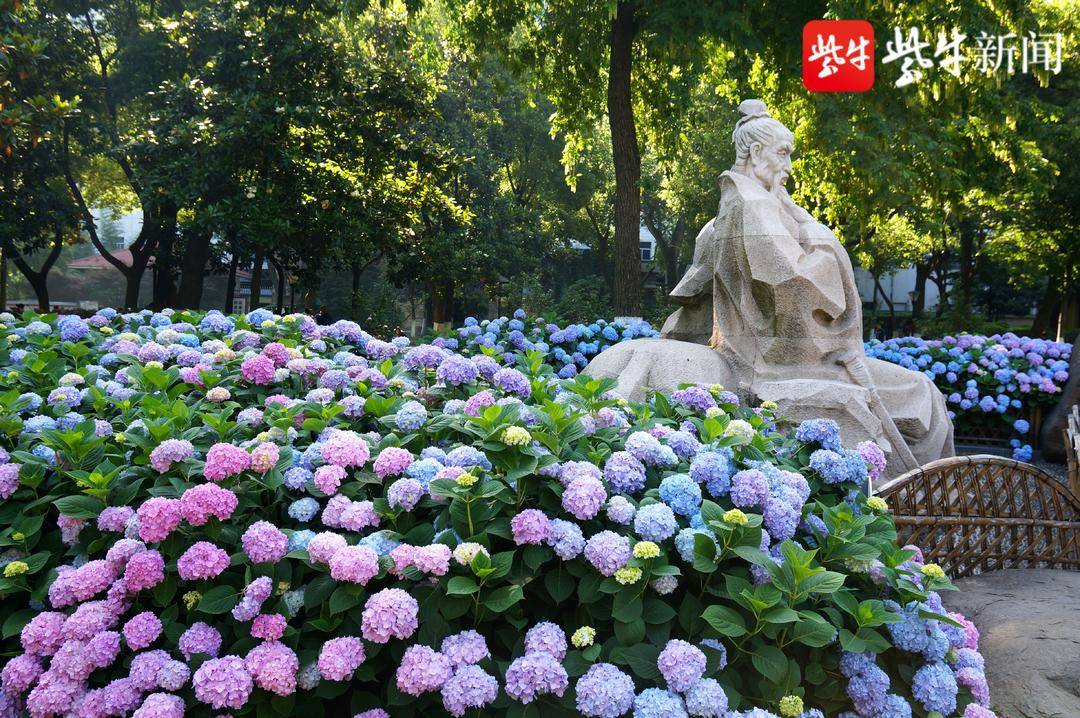 常州市人民公园5000余株绣球花绽放|常州市_新浪新闻