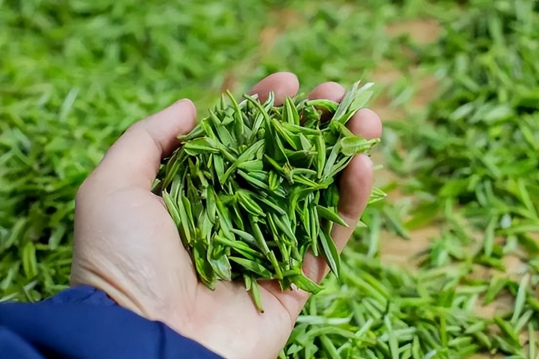 广州新茶嫩茶24小时全面解析与技巧分享