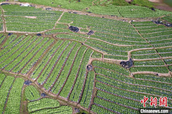 大湖乡雪峰蔬菜基地的蔬菜主要种植在梯田中，空中俯瞰，宛如大地指纹。　王东明 摄
