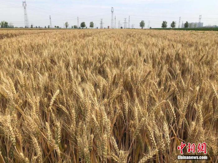 已经陆续成熟的小麦。（图文无关） 刘峰 摄