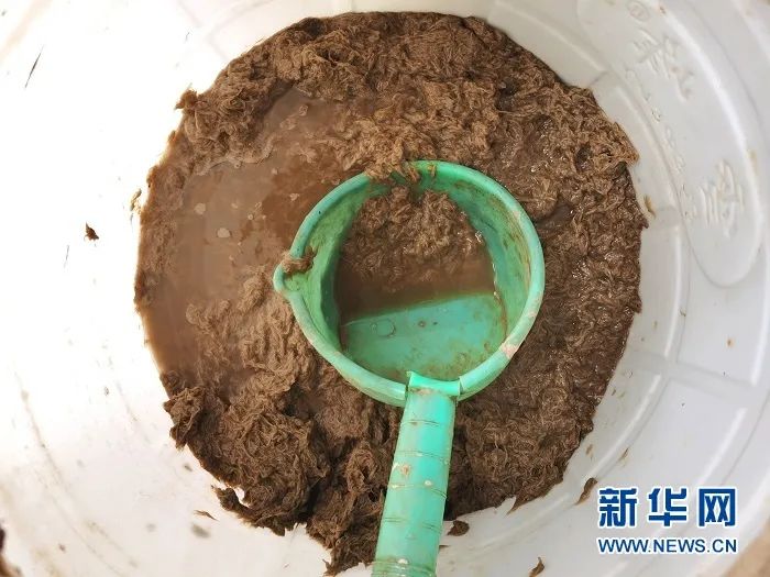 由枸树皮加工而成的麻纸生产原料。（宋昱静 摄）