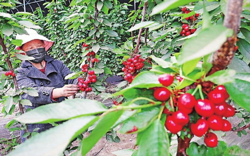 初夏时节,沽源县平定堡镇元宝山村樱桃种植基地一派繁忙景象.