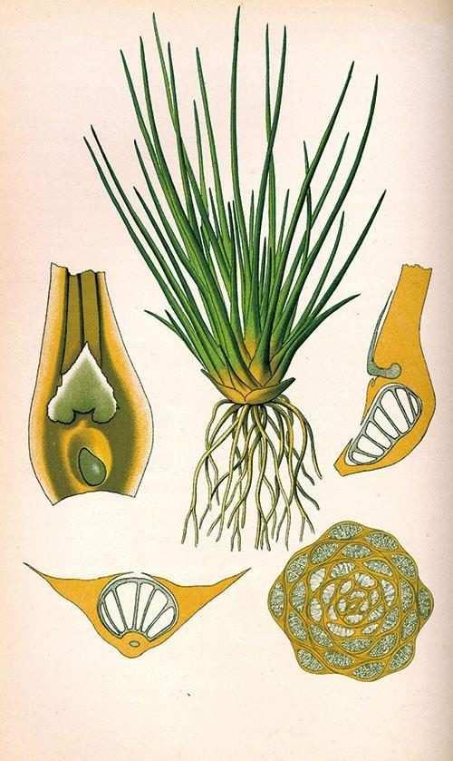 中华水韭是什么韭菜只是长得像3亿年活化石最近在建德回家了