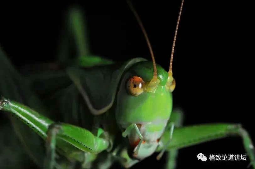 在家里养屎壳郎？你没有看错，我甚至还为它精心研制了一份食谱休闲区蓝鸢梦想 - Www.slyday.coM