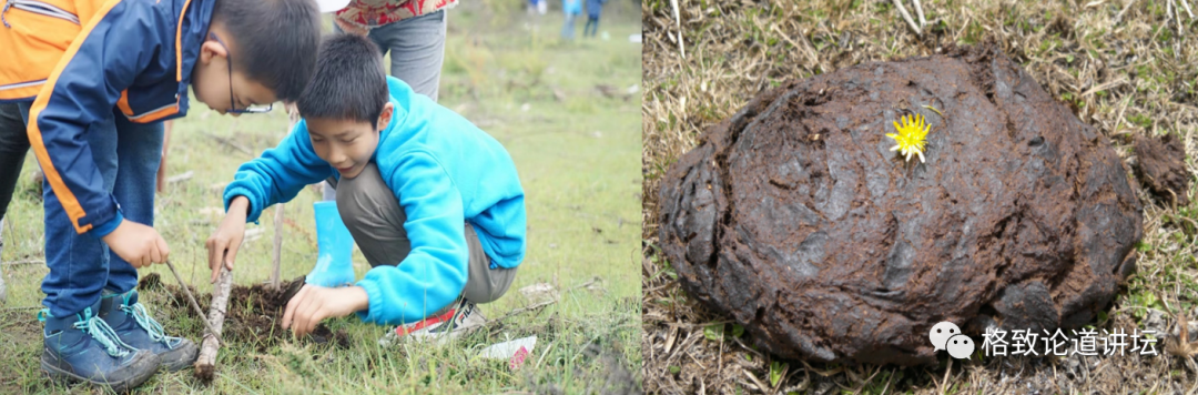 在家里养屎壳郎？你没有看错，我甚至还为它精心研制了一份食谱休闲区蓝鸢梦想 - Www.slyday.coM