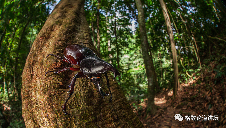 在家里养屎壳郎？你没有看错，我甚至还为它精心研制了一份食谱休闲区蓝鸢梦想 - Www.slyday.coM