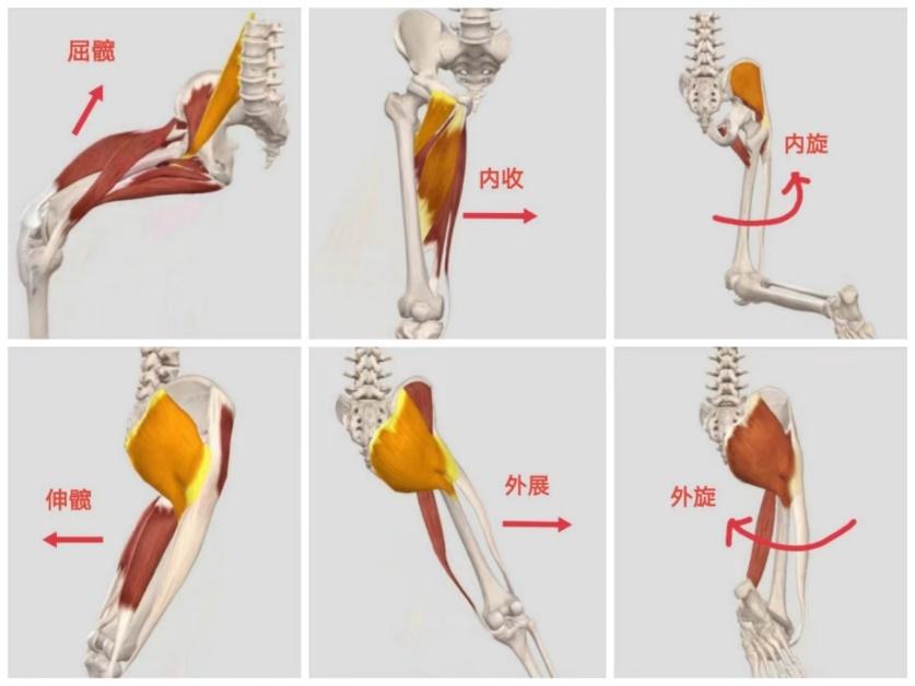 宝宝臀纹不对称需要考虑这个疾病,警惕两个危险因素|髋关节_新浪财经