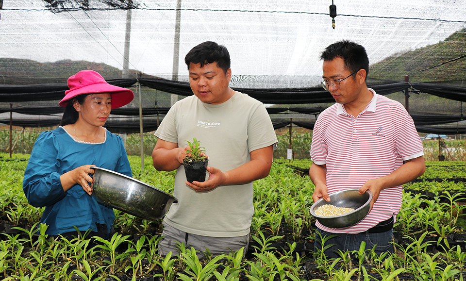 沪滇合作的龙陵石斛花已销往全国各地20多万盆|日报|保山市|龙陵_新浪