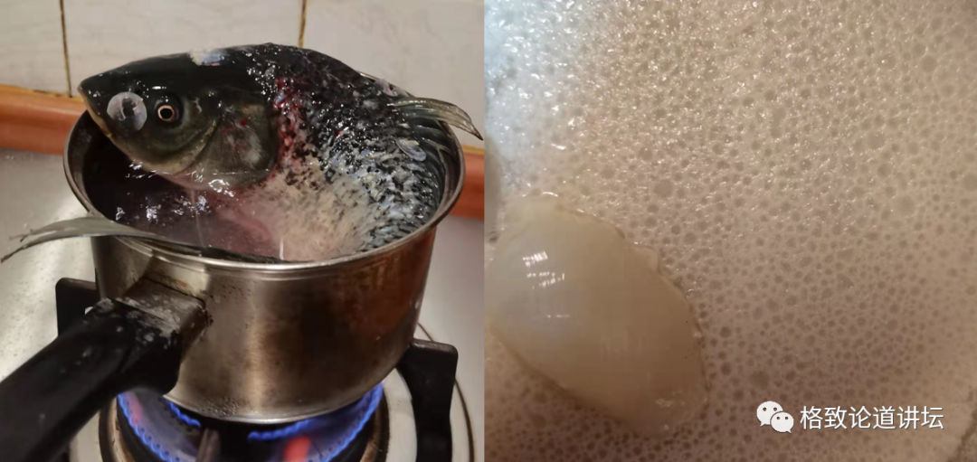 在家里养屎壳郎？你没有看错，我甚至还为它精心研制了一份食谱休闲区蓝鸢梦想 - Www.slyday.coM