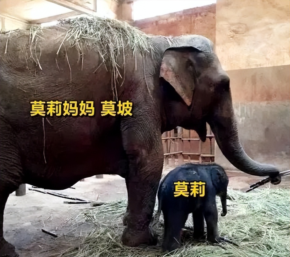 小象莫莉抵达昆明动物园为啥不能放归野外而是回动物园