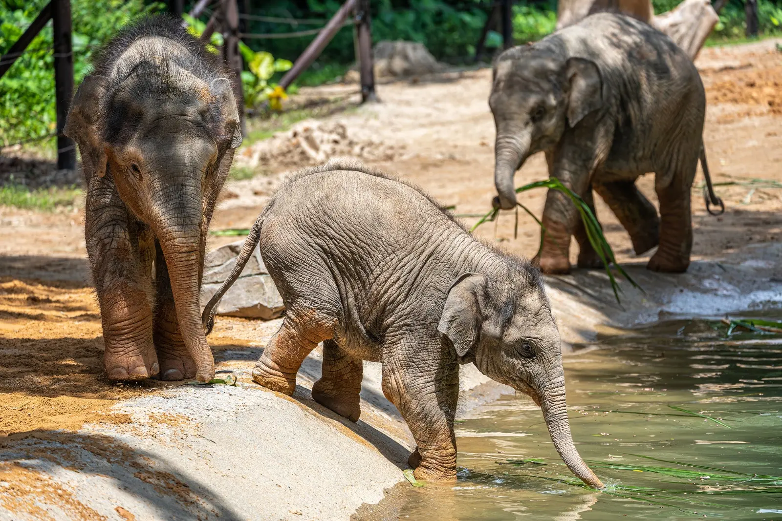 大象|小象|昆明动物园_新浪新闻
