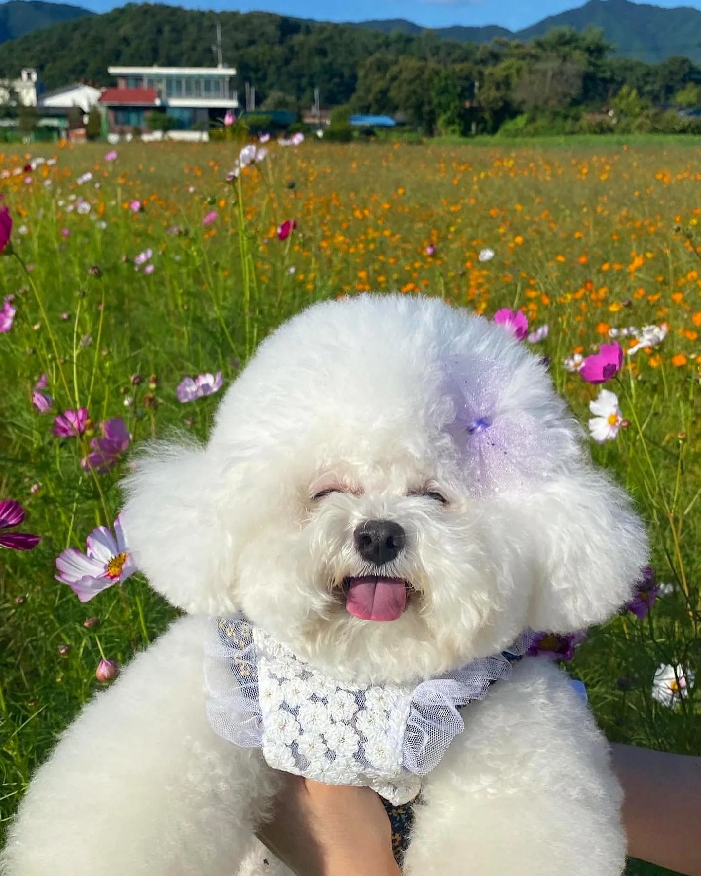 好治愈的微笑狗狗