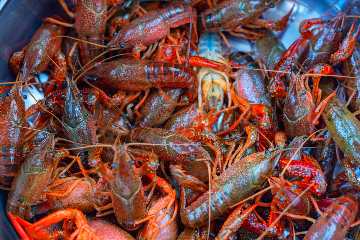 买小龙虾青壳和红壳的区别很大