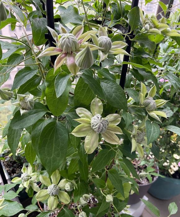 铁线莲不能暴晒容易晒蔫半阴半阳长得快开花多