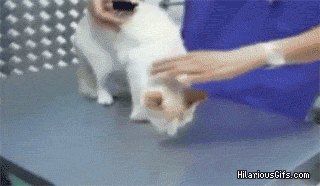 为什么捏猫咪的“后脖颈”,它就变得老实不动了?休闲区蓝鸢梦想 - Www.slyday.coM 为什么捏猫咪的“后脖颈”,它就变得老实不动了?休闲区蓝鸢梦想 - Www.slyday.coM