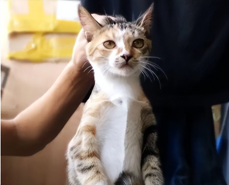 为什么捏猫咪的“后脖颈”,它就变得老实不动了?休闲区蓝鸢梦想 - Www.slyday.coM 为什么捏猫咪的“后脖颈”,它就变得老实不动了?休闲区蓝鸢梦想 - Www.slyday.coM