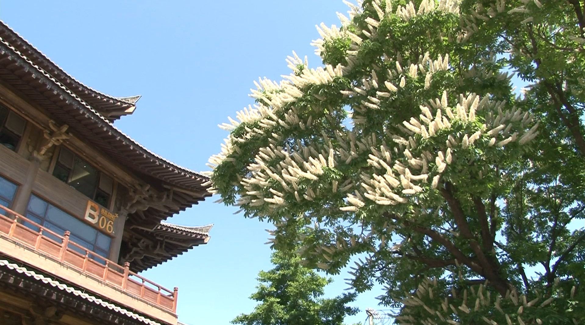 花簇如云通惠河畔三百年老菩提树开花了近日通惠河边的菩提园十余米高