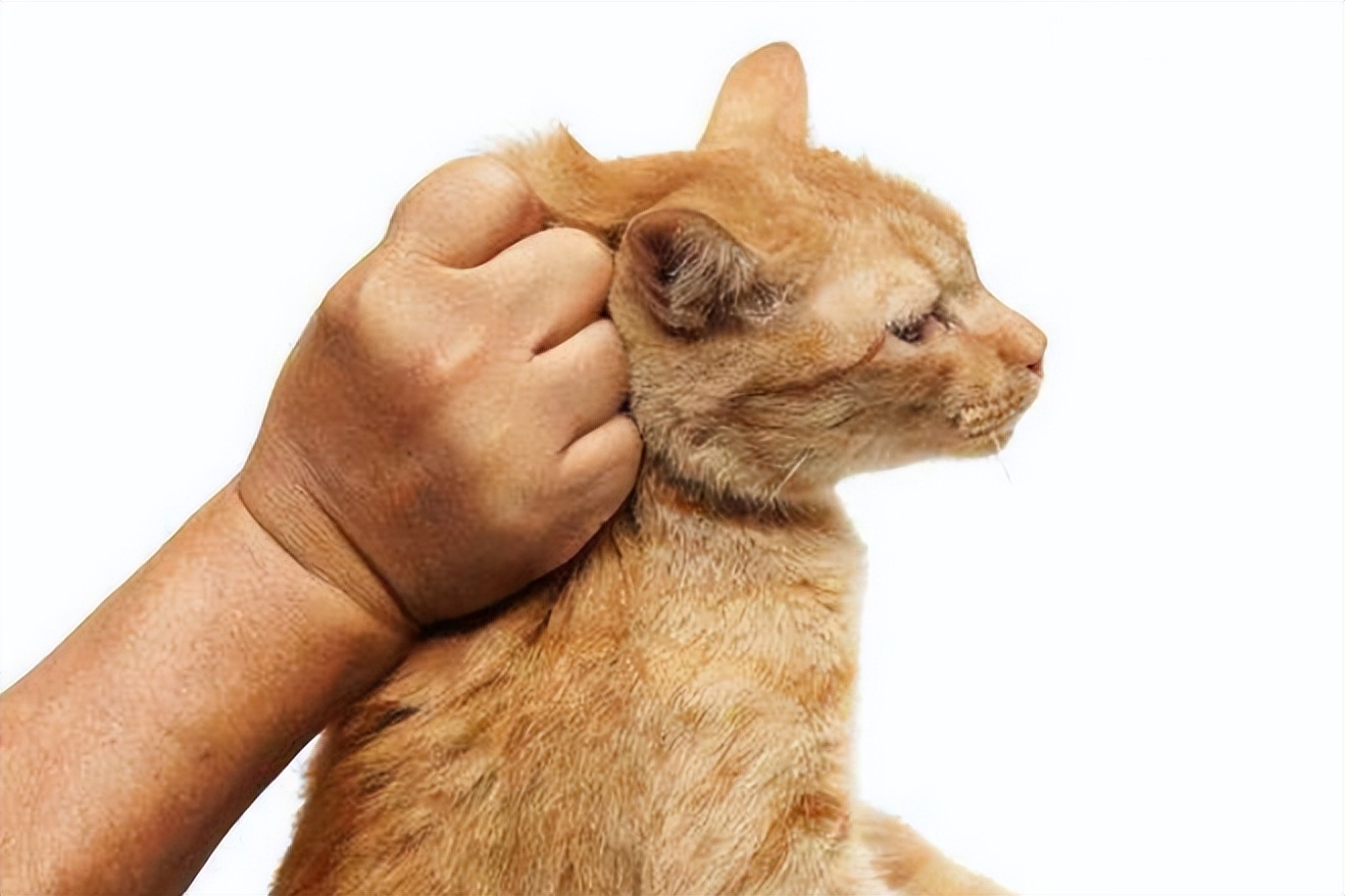 为什么捏猫咪的“后脖颈”,它就变得老实不动了?休闲区蓝鸢梦想 - Www.slyday.coM 为什么捏猫咪的“后脖颈”,它就变得老实不动了?休闲区蓝鸢梦想 - Www.slyday.coM