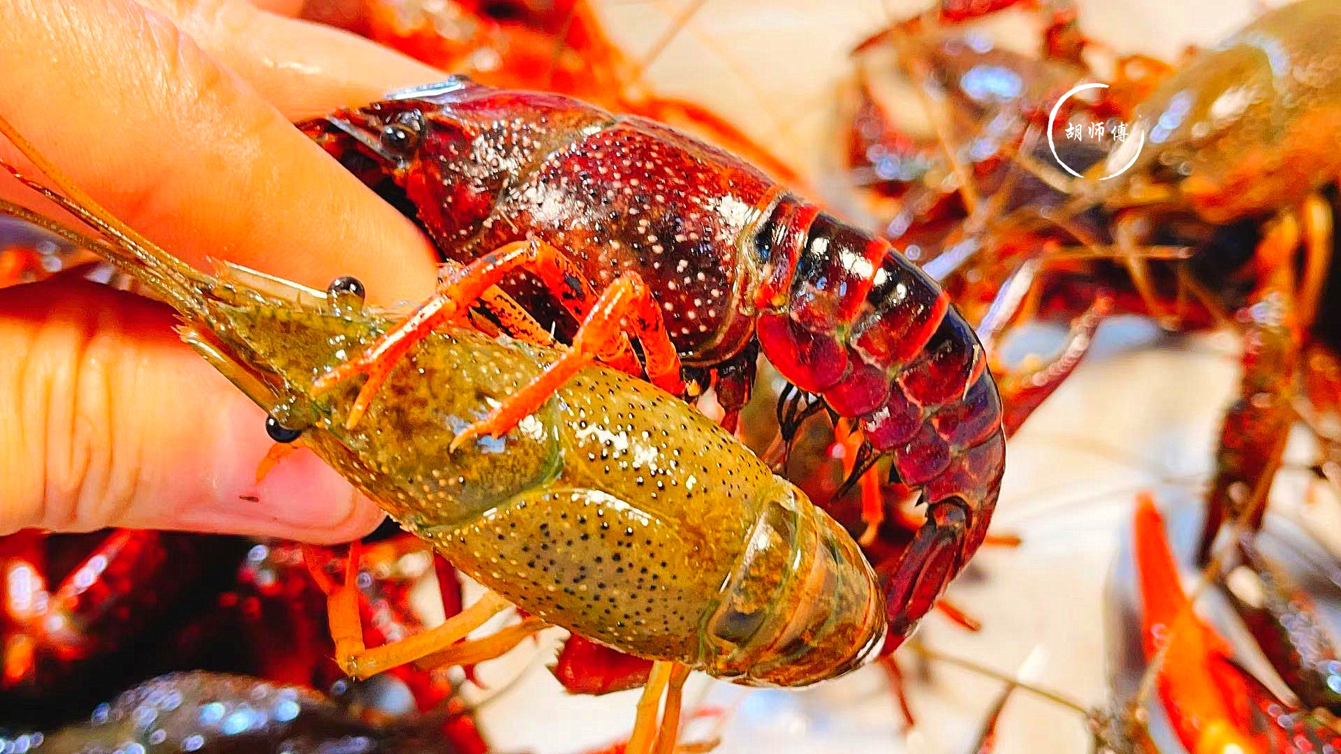 买小龙虾青壳和红壳的区别很大