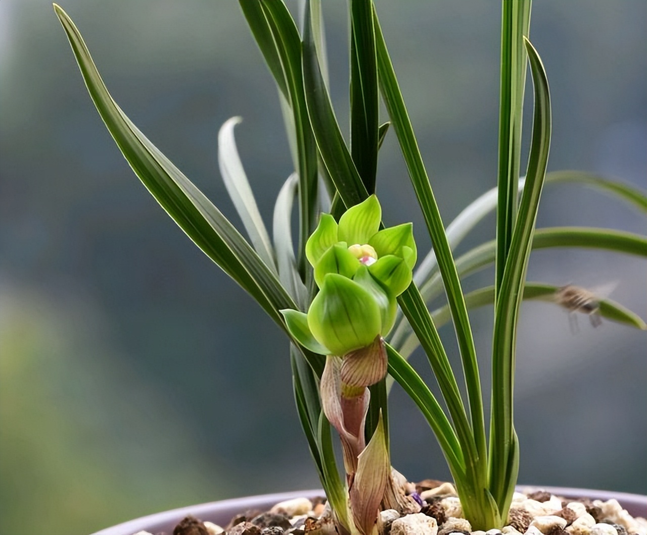 春兰皇后绿云,花色清秀,花姿优雅,养护简单,适合新手|绿云|兰花|春兰