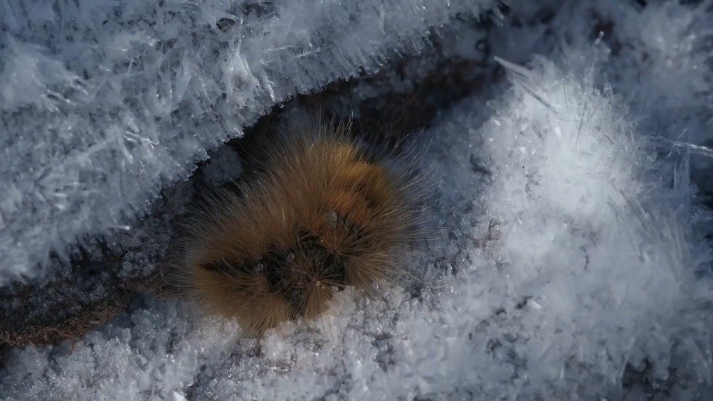 长寿的灯蛾 the long-lived moths 剧集二创榜