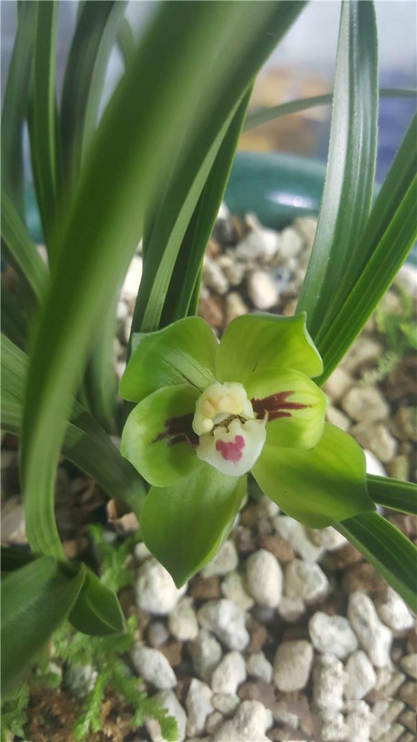 春兰皇后绿云花色清秀花姿优雅养护简单适合新手