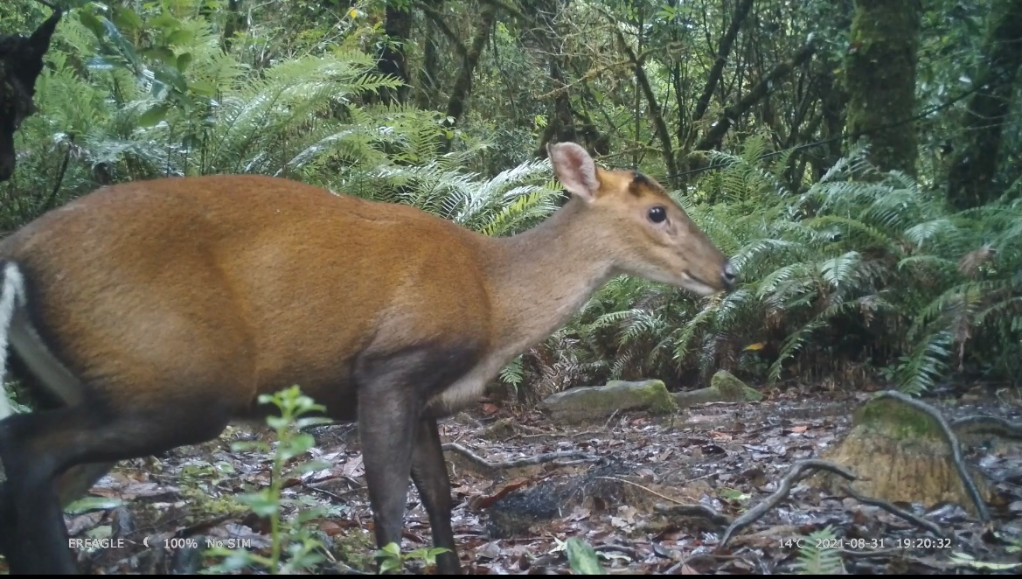 西藏墨脱拍摄到的菲氏麂影像。(西藏自治区林业调查规划研究院供图)
