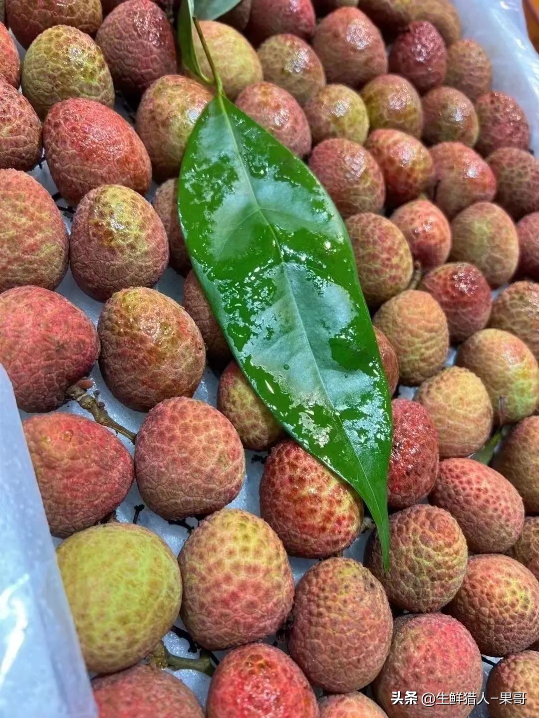 中国荔枝分布图及15种品种介绍|荔枝|荔枝王|妃子笑_新浪新闻